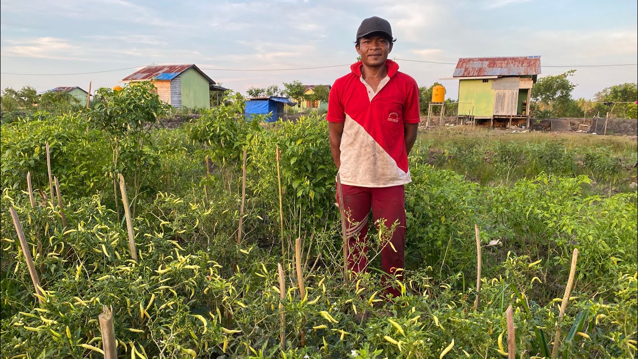 KESIBUKAN PETANI TRANSMIGRASI MUDA ASAL JAWA TIMUR DI SP10 TANJUNG BUKA BULUNGAN KALIMANTAN UTARA