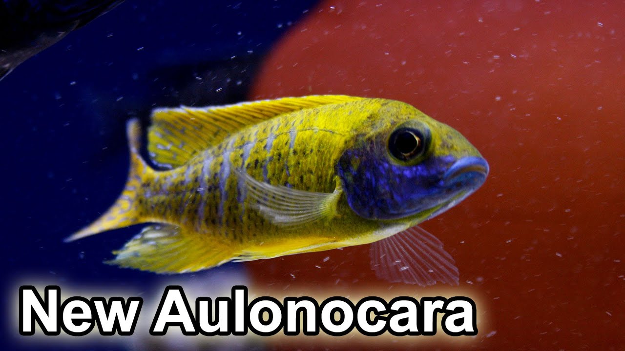 tropical fish minecraft use Aulonocara Variés/Various - Arrivage/Arrival 2013/03/13 - Québec Cichlidés