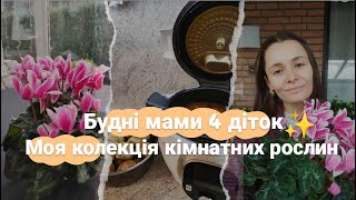 картинка: Як я полегшила свій побут з 4 дітьми🐝Рослина яка КВІТНЕ БЕЗПЕРЕРВНО до 15 років🌺