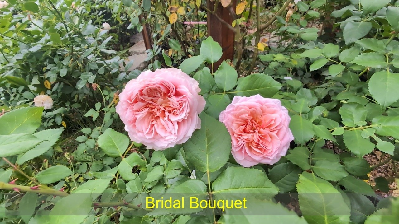6 more Kordes roses in my garden - YouTube