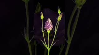 Lisianthus blossom timelapse Lisianthus blossom timelapse