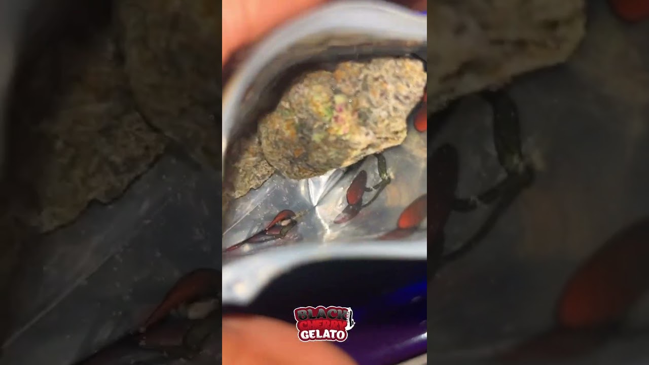 BLACK CHERRY GELATO by BACKPACKBOYZ🎒