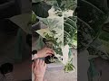 New week, new soil. 🌱 @my.jungle.at.home sets up her plants with Sybotanica’s root-boosting blends!