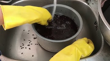 Hướng Dẫn cách làm Rượu Lão Tữu. Rượu Nếp Cẩm Tuyệt ngon , video HD