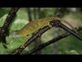 Searching for Reptiles on Indian Ocean Islands