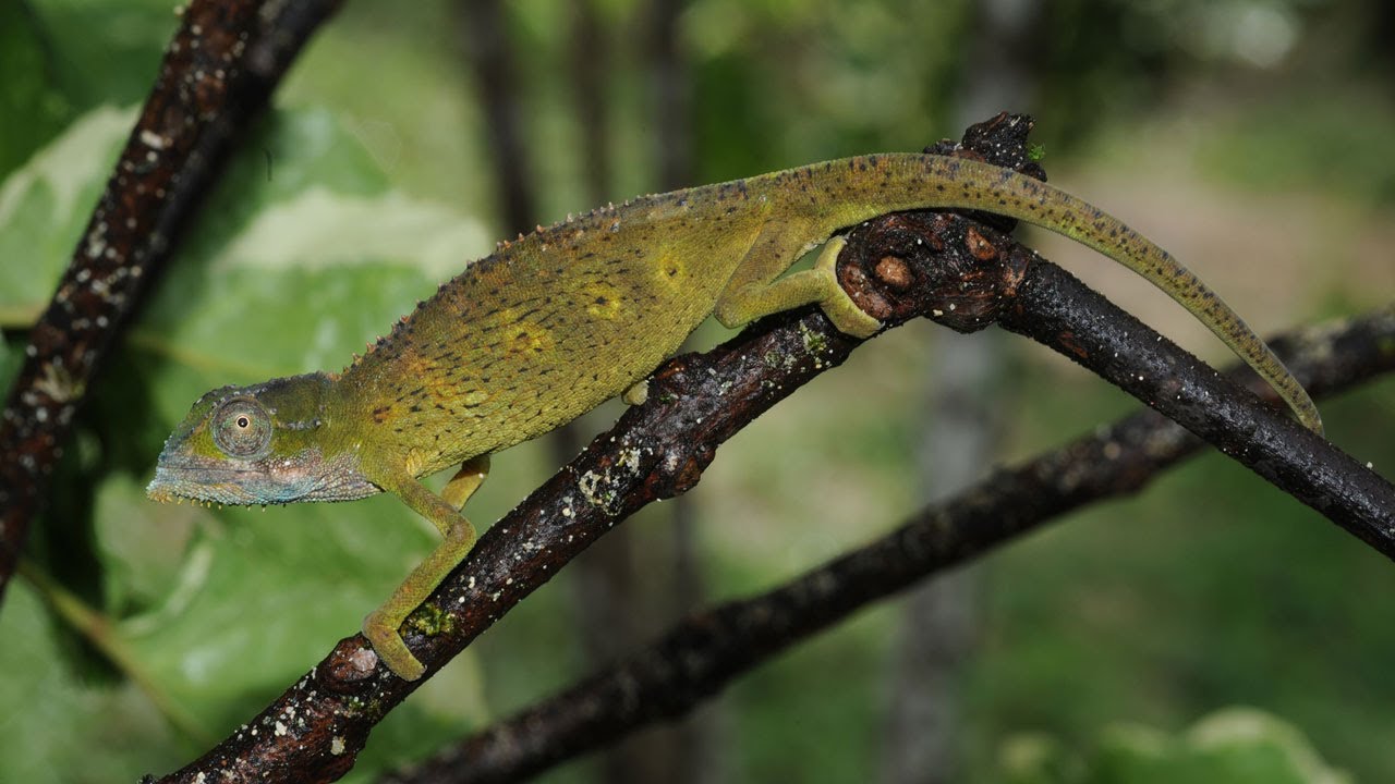 museums in london Searching for Reptiles on Indian Ocean Islands