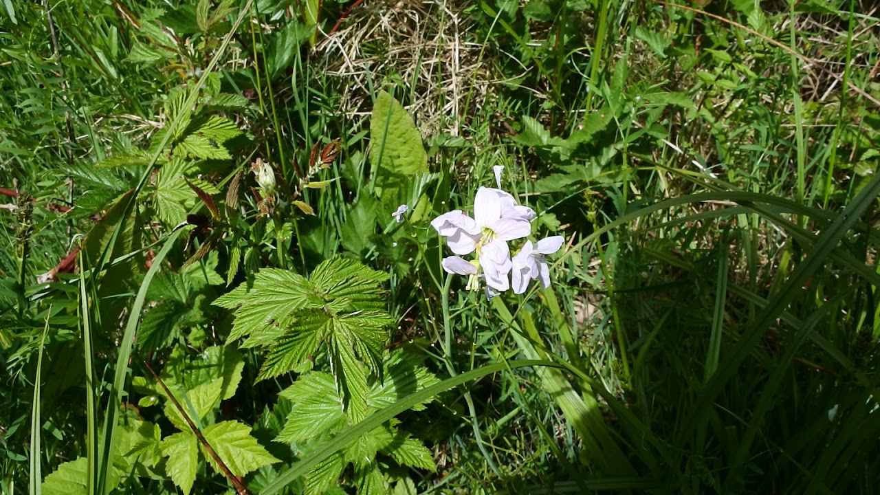 Cauchas rufimitrella on Cuckoo Flower