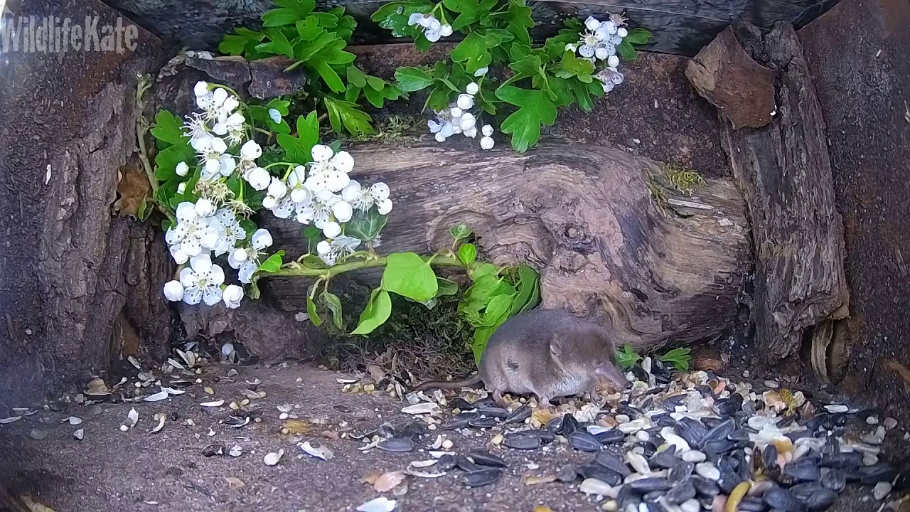 Shrew eating mealworm