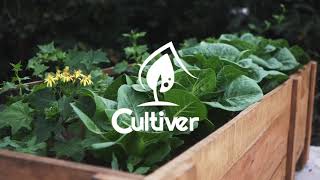 Cultiver Guatemala - Huertos Urbanos - Mantenimiento y Cosecha