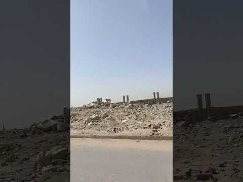 تاملت والدنيا فيها العجب والعجب اجمل انشودة