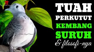 Ciri-ciri, mitos & tuah Perkutut Kembang Suruh