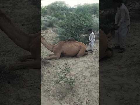 ا لن اق ة ج ال س ة و ال ف ت ى ي م س ك ب ذ ي ل ه ا ب ط ر يق ة م ر ح ة