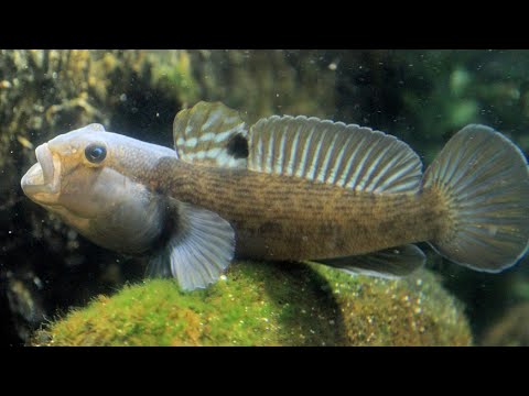 Video: Bubyr-Fisch: Grundel im Süßwasser