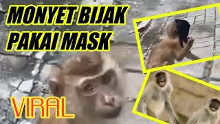 VIRAL, MONYET PAKAI MASK JADI PERHATIAN.