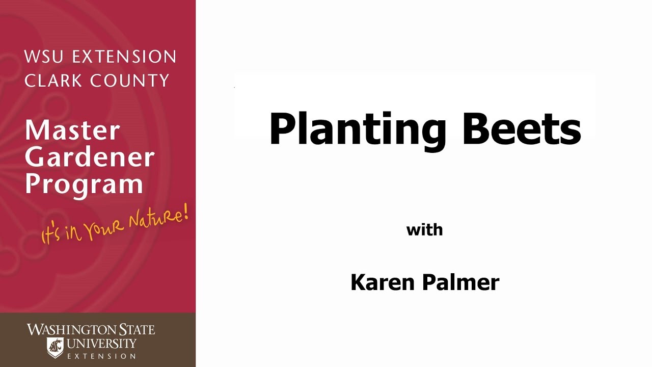 Planting Beets YouTube