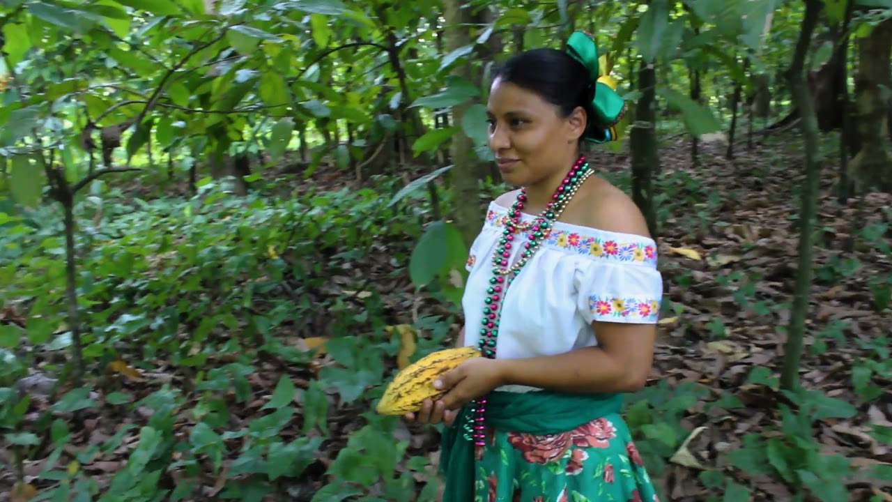 Cacao, riqueza de México