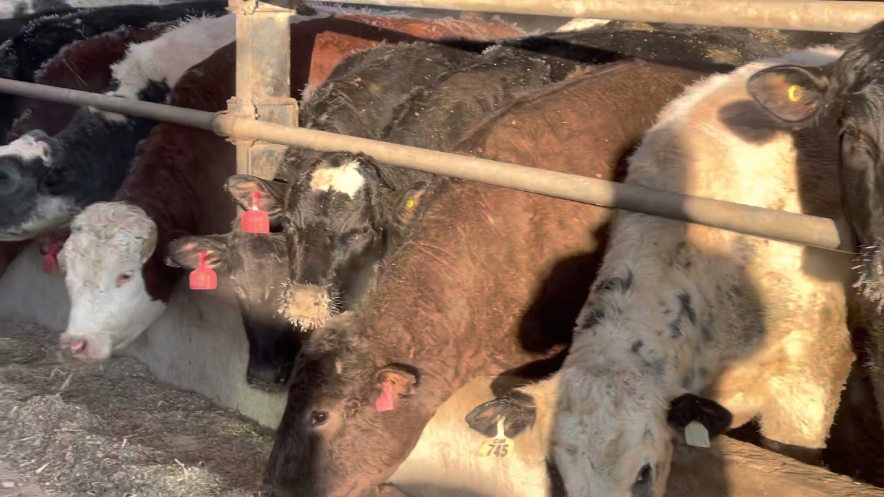 احنا اتعلمنا غلط في كلية الطب البيطري 🙈😜 البقر في درجة حرارة ٢٥ تحت الصفر واخر انبساط