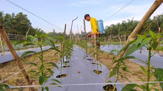 Penyemprotan CABE Ke 3 Usia 20 HST