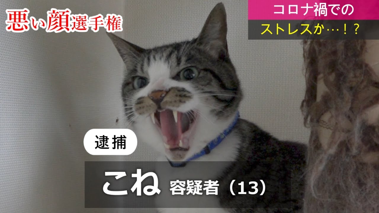 悪い顔選手権をウチの猫でやってみたシリーズ 第4回です Youtube
