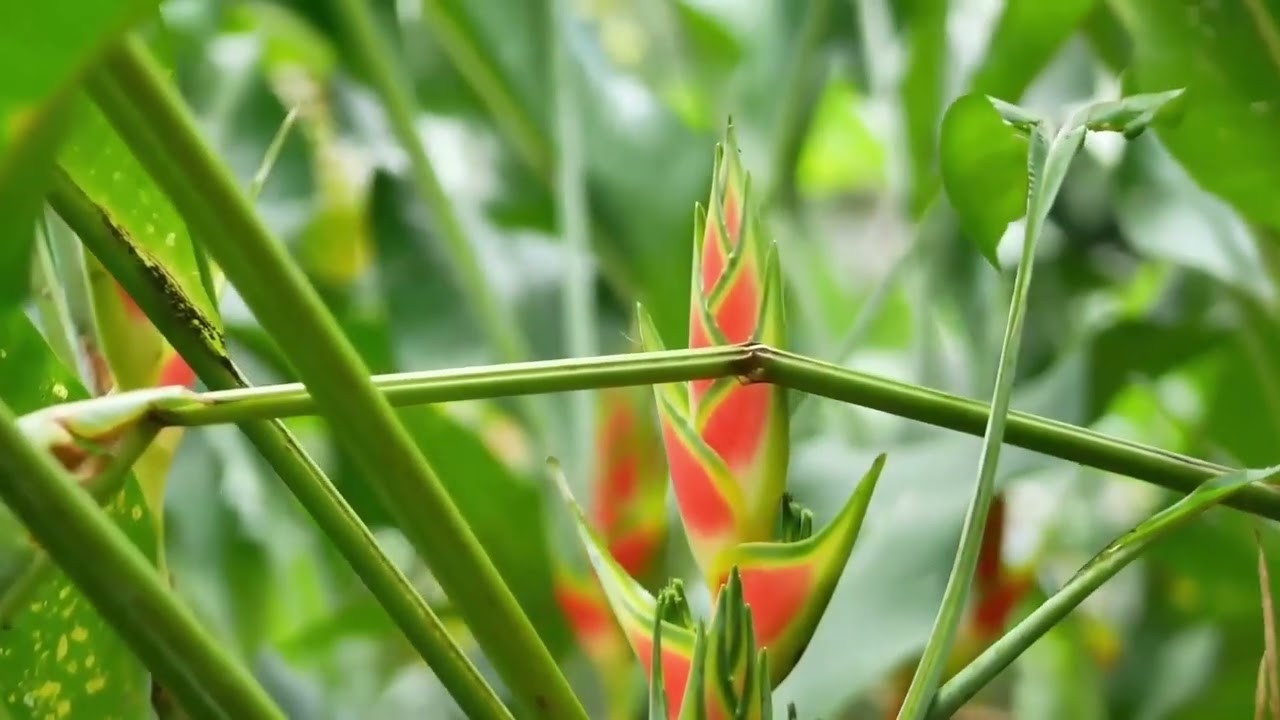 Vision of the Heart - Nature Sanctuary