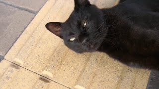 渡船場の野良猫達、とにかくよく喋る黒猫