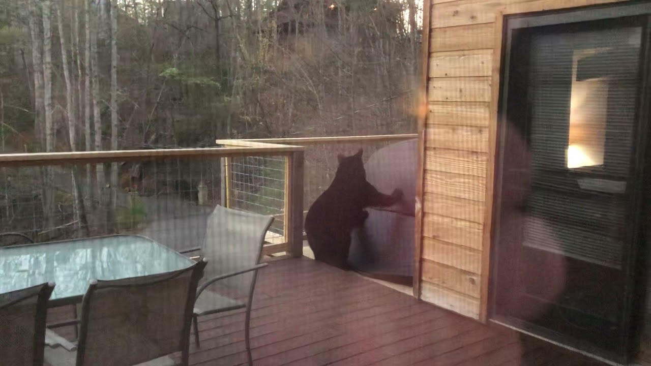 Black bear in our hot tub in Gatlinburg, TN YouTube