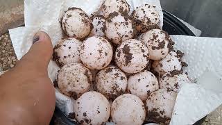 Leopard Tortoises