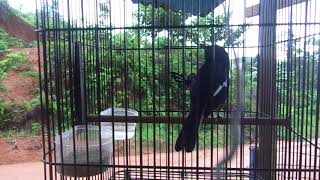 Suara kacer jantan kalimantan/borneo