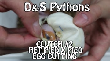Clutch #2 - Het Pied x Pied | Egg Cutting