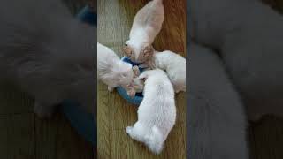 Puppies likes drinking milk #dog #cute by Cakie Dog 234 views 6 months ago 1 minute, 41 seconds