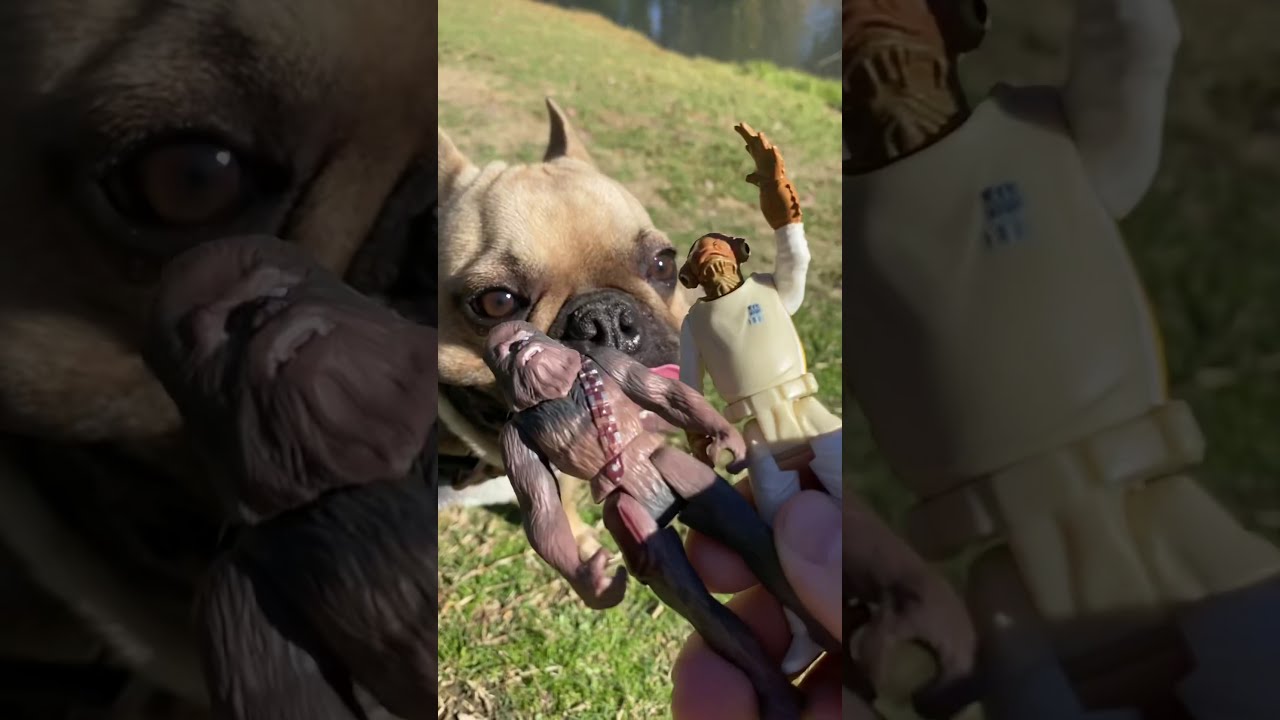 DogThatBe STAR WARS RODEO!