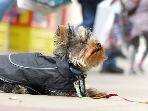 Videó: Hogy Néznek Ki A Yorkshire Terrierek