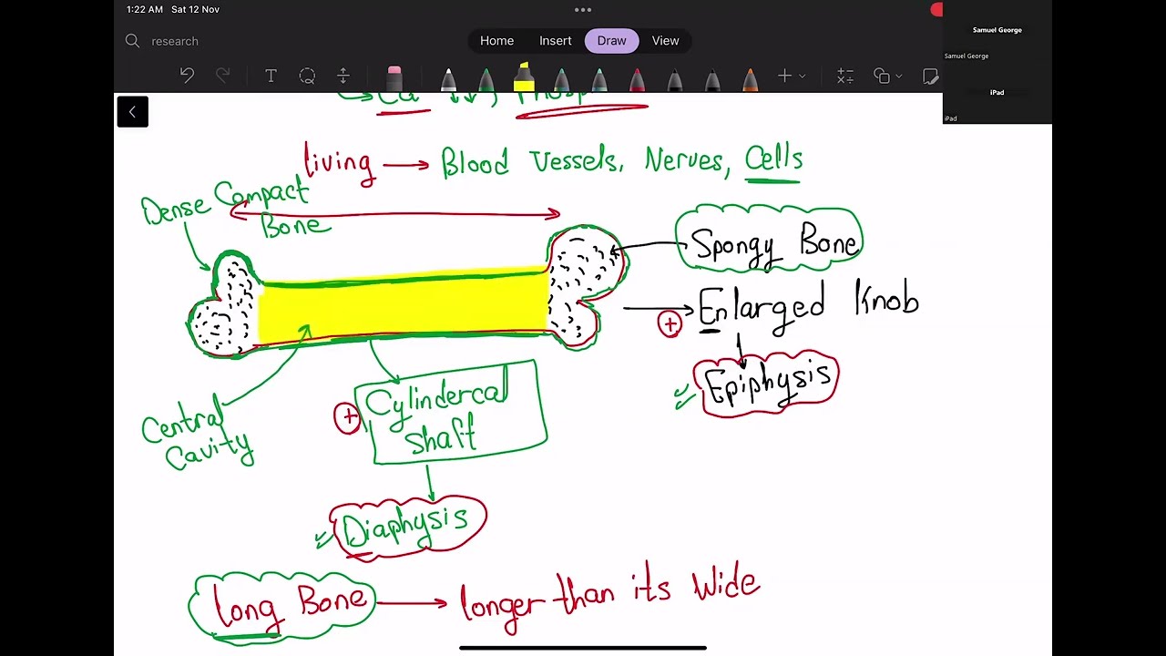 Skeletal System part 1