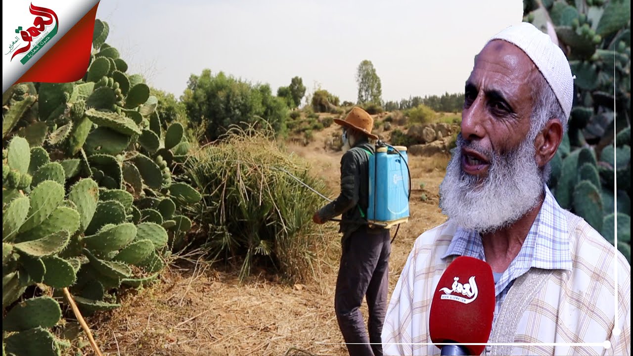 بعدما قضت على الصبار في أغلب المناطق.. ستيني يقهر الحشرة القرمزية بأدوية بسيطة ضواحي بنسليمان