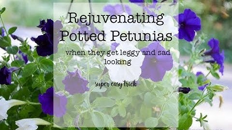 How to Prune Petunias (when they get leggy)