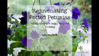 How to Prune Petunias (when they get leggy)