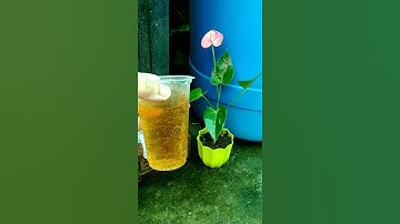 DIY compost bin   #composting #composttea  #shorts