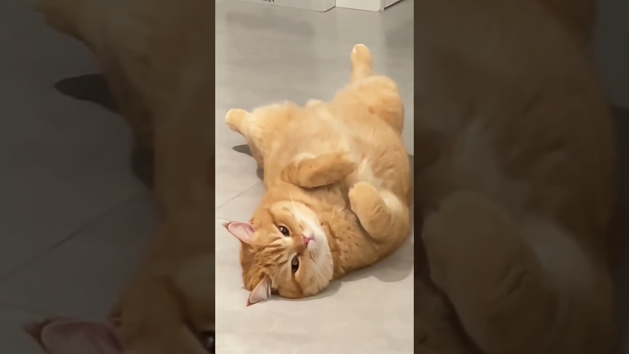 No More Loneliness Even in a Quiet Home with a Silly Little Kitty! 😻