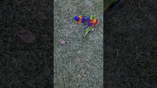 Playful Rainbow Lorikeets Tussle in Grass || ViralHog