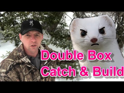 Double Weasel / Squirrel Box Trap Design & Catch