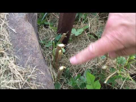 Precision Kill Trees Poison Oak Vines Anything That Grows But Only What You Want Dead 