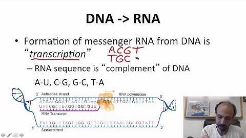 2 - 3 - Week 2 - 3 (S) Genetic Scales (1131)