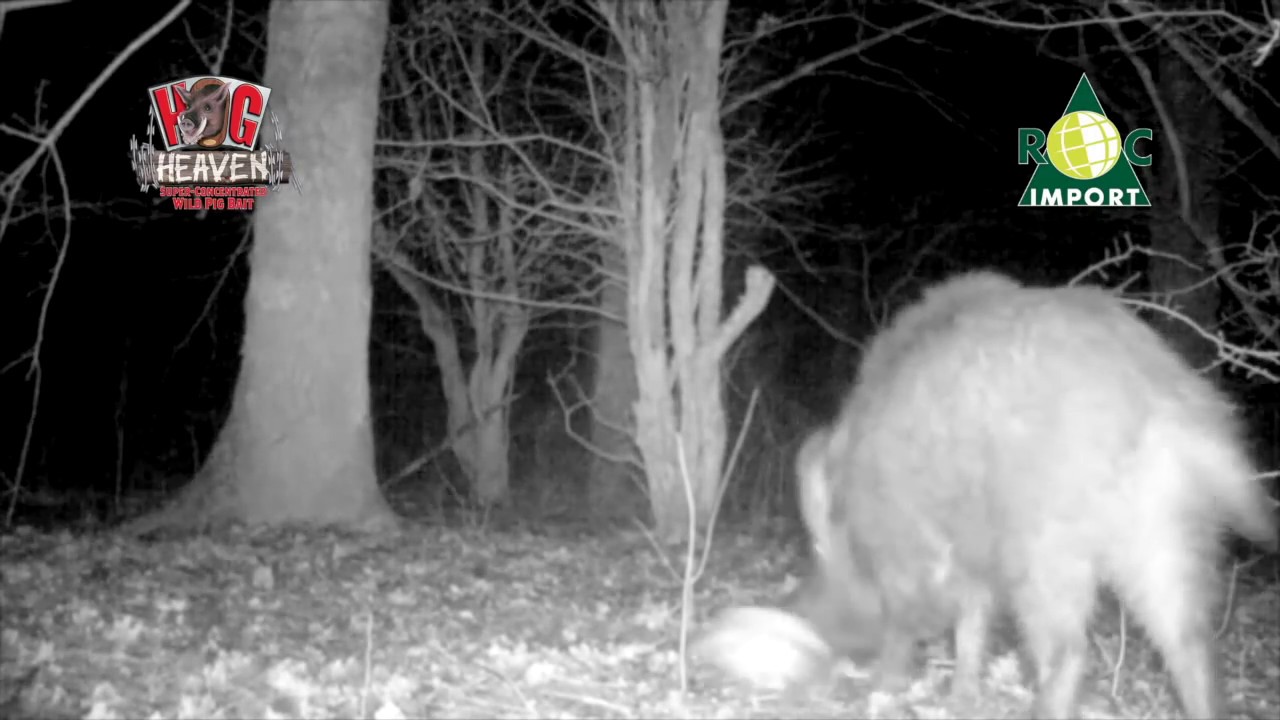 Hog Heaven attractant sangliers