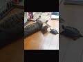 【尊】仲良しすぎる猫と亀【The cat and turtle are so close that they are so cute】【#shorts 】