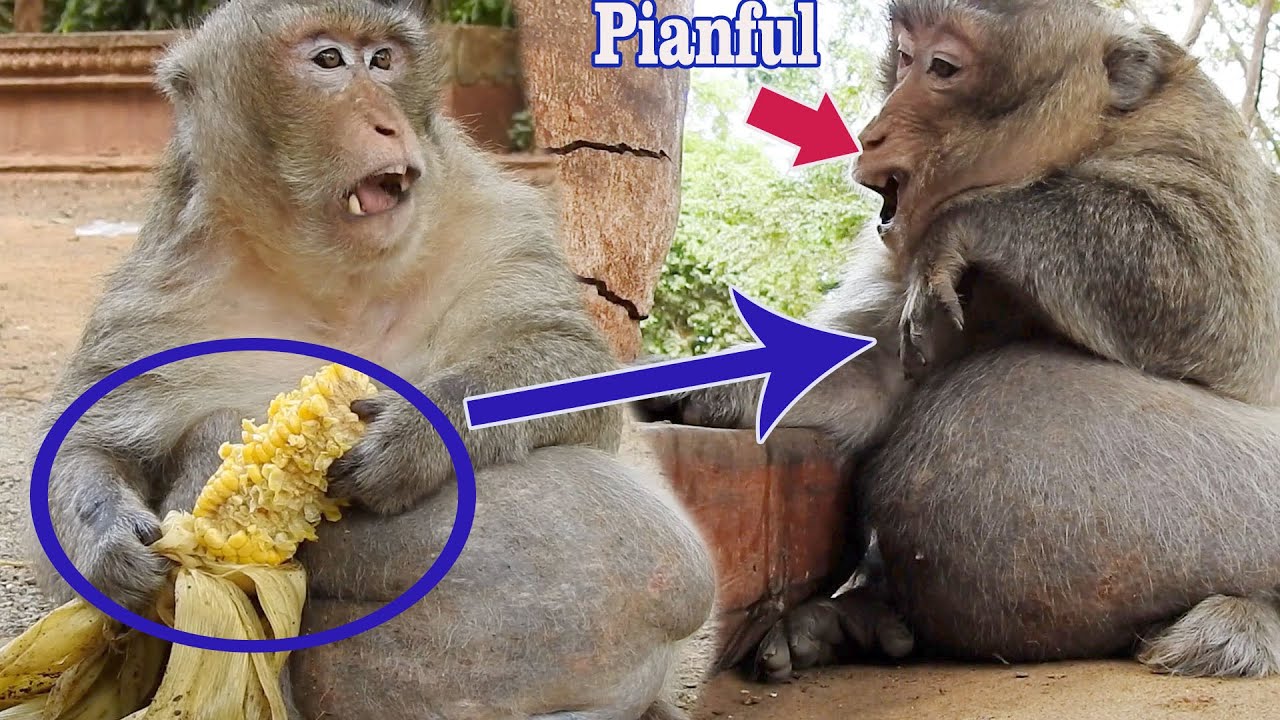 Old father monkey, Mr.Charlie very sad after eat Boil corn because very painful in mouth