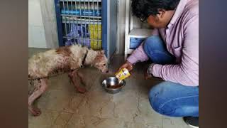 Saved From A Life In The Drain, Dog Rescued