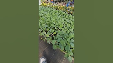 Gathering some fall plants and some fertilizer for my Evergreen trees! #workingtheyardwithwill