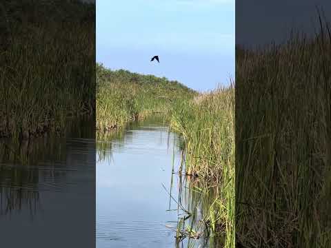 Bird Chasing.     #airboats  #everglades #floridaman #florida