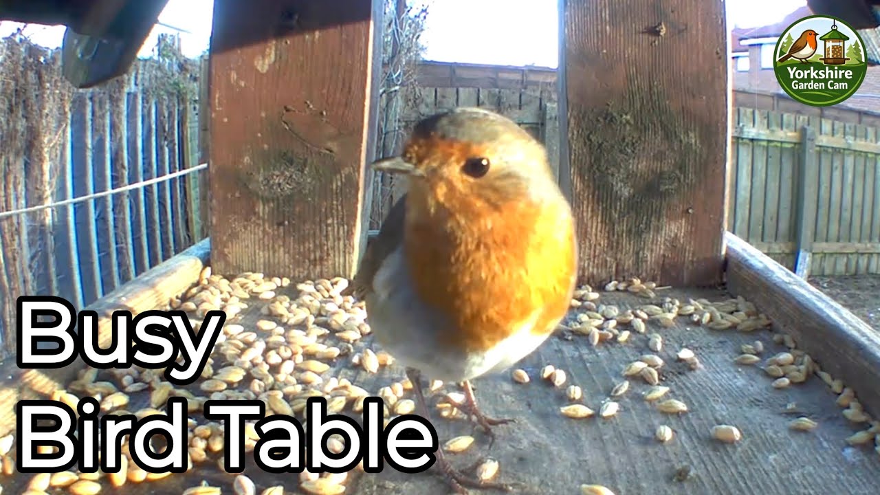 Busy Bird Table | Robins, Chaffinches And A Suprise Squirrel 