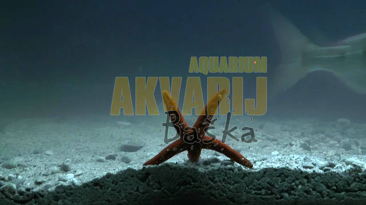 Akvarij/Aquarium - Baška, Krk
